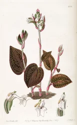 Anoectochilus setaceus